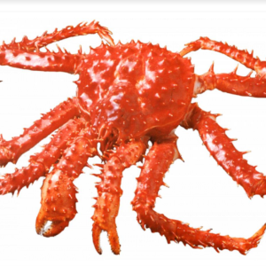 Cangrejo Gigante