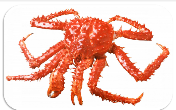 Cangrejo Gigante