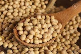 Frijol de soya transgénicos