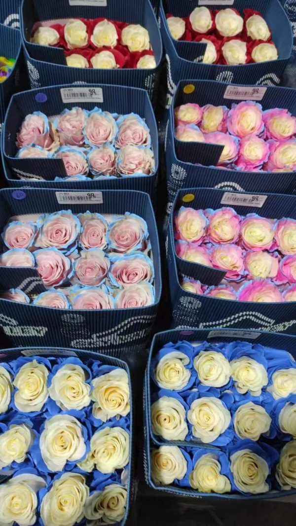 Rosas de Ecuador