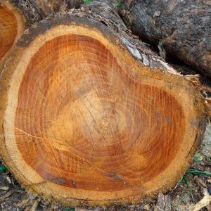 Madera