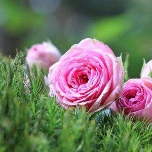 Rosas